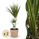 Zimmerpflanzen - Dracaena Marginata - Drachenbaum - Pflegeleicht - mit Korb - Grün - 2 Pflanzen - Topf 17cm - Höhe 70-80cm
