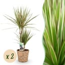 Zimmerpflanzen - Dracaena Sunray - Drachenbaum - Pflegeleicht - mit Korb - Grün - Gelb - 2 Pflanzen - Topf 17cm - Höhe 70-75cm