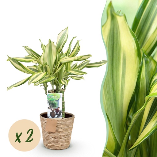 "Zimmerpflanzen - Dracaena fragrans Diamond Dream - Drachenbaum - Wenig Pflege - mit Korb - Bunt - 2 Pflanzen - Topf 17cm - Höhe 50-55cm image"