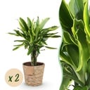 Zimmerpflanzen - Dracaena fragrans Golden Coast - Drachenbaum - Wenig Pflege - mit Korb - Bunt - 2 Pflanzen - Topf 17cm - Höhe 50-55cm