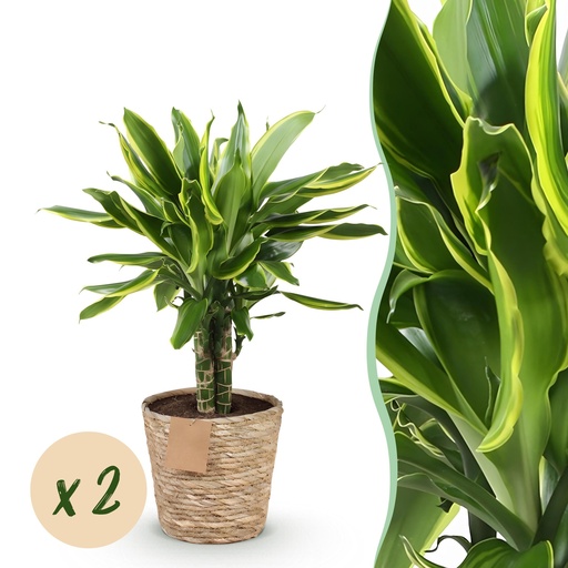 "Zimmerpflanzen - Dracaena fragrans Golden Coast - Drachenbaum - Wenig Pflege - mit Korb - Bunt - 2 Pflanzen - Topf 17cm - Höhe 50-55cm image"