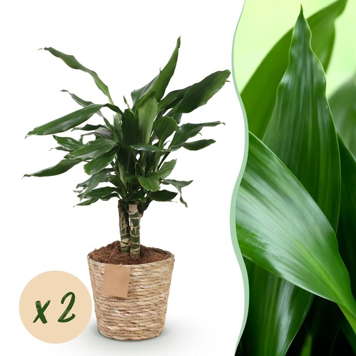 "Zimmerpflanzen - Dracaena fragrans Steudneri - Drachenblutbaum - Wenig Pflege - mit Korb - Grün - 2 Pflanzen - Topf 17cm - Höhe 50-55cm image"