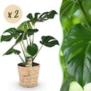 Zimmerpflanzen - Monstera Deliciosa - Fensterblatt - Pflegeleicht - mit Korb - Grün - 2 Pflanzen - Topf 17cm - Höhe 50-55cm