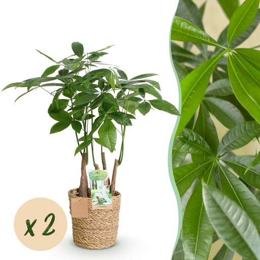 "Zimmerpflanzen - Pachira Aquatica Mehrstamm - Geldbaum - Wenig Pflege - mit Korb - Grün - 2 Pflanzen - Topf 17cm - Höhe 50-55cm image"