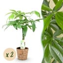 Zimmerpflanzen - Geflochtene Stamm Pachira Aquatica - Geldbaum - Wenig Pflege - mit Korb - Grün - 2 Pflanzen - Topf 17cm - Höhe 60-70cm
