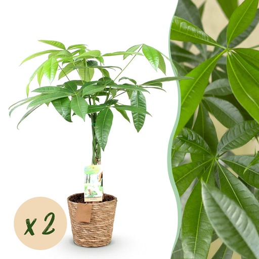 "Zimmerpflanzen - Geflochtene Stamm Pachira Aquatica - Geldbaum - Wenig Pflege - mit Korb - Grün - 2 Pflanzen - Topf 17cm - Höhe 60-70cm image"