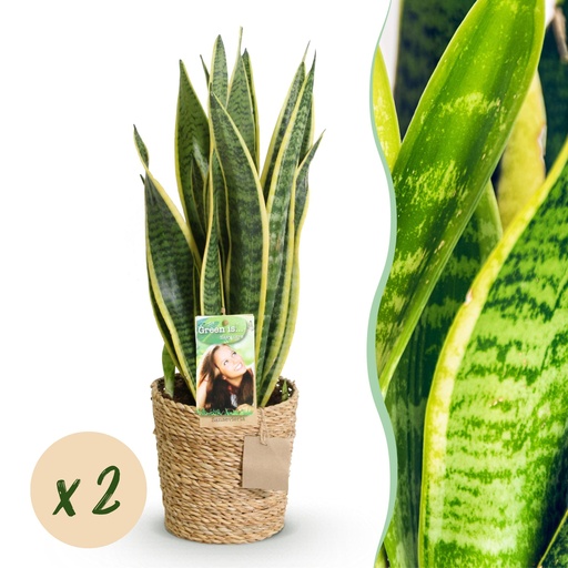 "Zimmerpflanzen - Sanseveria Laurentii - Schwiegermutterzunge - Pflegeleicht - mit Korb - Grün - Gelb - 2 Pflanzen - Topf 17cm - Höhe 60-70cm image"