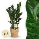 Zimmerpflanzen - Zamioculcas - ZZ-Pflanze - Pflegeleicht - mit Korb - Grün - 2 Pflanzen - Topf 17cm - Höhe 65-75cm