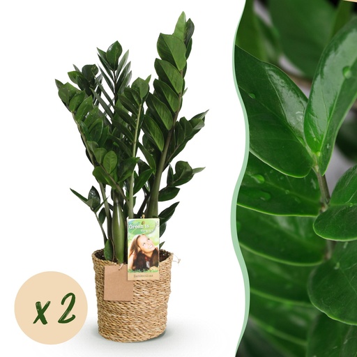 "Zimmerpflanzen - Zamioculcas - ZZ-Pflanze - Pflegeleicht - mit Korb - Grün - 2 Pflanzen - Topf 17cm - Höhe 65-75cm image"