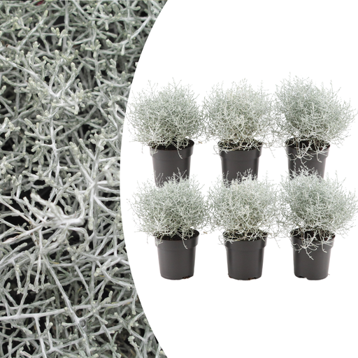 " 6x Calocephalus (Silberstrauch) – 10 cm Ø – 15 cm ↕  image"
