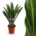 Zimmerpflanze - Cycas revoluta - Palmfarn - Wenig Pflege - Grün - 1 - Topf 15cm - Höhe 45-55cm
