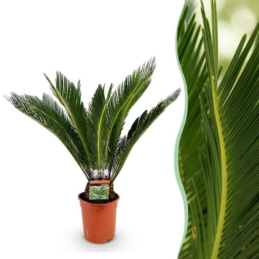 "Zimmerpflanze - Cycas revoluta - Palmfarn - Wenig Pflege - Grün - 1 - Topf 17cm - Höhe 55-65cm image"