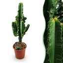 Zimmerpflanze - Euphorbia eritrea - Afrikanischer Milchbaum - Geringer Pflegeaufwand - Grün - 1 - Topf 17cm - Höhe 60cm