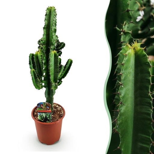 "Zimmerpflanze - Euphorbia eritrea - Afrikanischer Milchbaum - Geringer Pflegeaufwand - Grün - 1 - Topf 17cm - Höhe 60cm image"