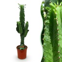Zimmerpflanze - Euphorbia eritrea - Afrikanischer Milchbaum - Wenig Pflege - Grün - 1 - Topf 19cm - Höhe 70cm
