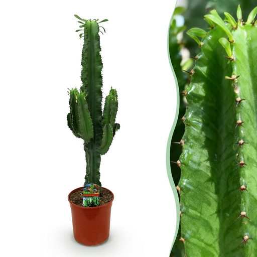 "Zimmerpflanze - Euphorbia eritrea - Afrikanischer Milchbaum - Wenig Pflege - Grün - 1 - Topf 19cm - Höhe 70cm image"