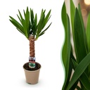 Zimmerpflanze - Yucca elephantipes - Yucca - Wenig Pflege - Grün - 1 - Topf 14cm - Höhe 55cm