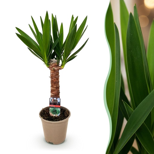 "Zimmerpflanze - Yucca elephantipes - Yucca - Wenig Pflege - Grün - 1 - Topf 14cm - Höhe 55cm image"