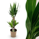Zimmerpflanze - Yucca elephantipes - Yucca - Pflegeleicht - Grün - 1 - Topf 17cm - Höhe 75cm