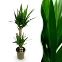 Zimmerpflanze - Yucca elephantipes - Yucca - Wenig Pflege - Grün - 1 - Topf 19cm - Höhe 95cm