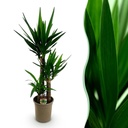 Zimmerpflanze - Yucca elephantipes - Yucca - Wenig Pflege - Grün - 1 - Topf 21cm - Höhe 100cm