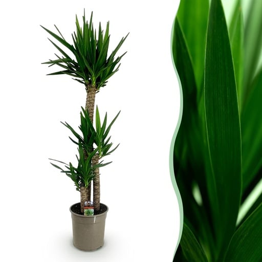 "Zimmerpflanze - Yucca elephantipes - Yucca - Wenig Pflege - Grün - 1 - Topf 24cm - Höhe 140cm image"