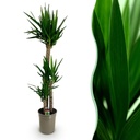 Zimmerpflanze - Yucca elephantipes - Yucca - Pflegeleicht - Grün - 1 - Topf 27cm - Höhe 170cm