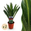 Zimmerpflanze - Cycas revoluta - Palmenfarn - Wenig Pflege - Grün - 2 - Topf 15cm - Höhe 45-55cm