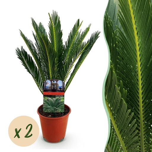 "Japanischer Palmfarn (Cycas revoluta) – pflegeleichte Zimmerpflanze, Topf-Ø 15 cm, Höhe ca. 45–55 cm image"