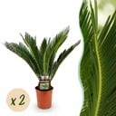 Zimmerpflanze - Cycas revoluta - Palmfarn - Wenig Pflege - Grün - 2 - Topf 17cm - Höhe 55-65cm