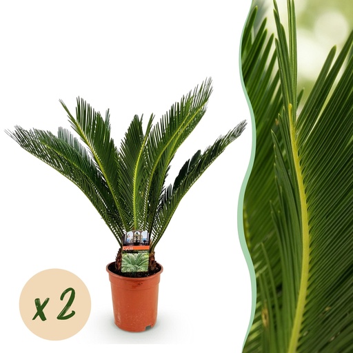 "Zimmerpflanze - Cycas revoluta - Palmfarn - Wenig Pflege - Grün - 2 - Topf 17cm - Höhe 55-65cm image"