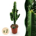 Zimmerpflanze - Euphorbia eritrea - Afrikanischer Milchbaum - Wenig Pflege - Grün - 2 - Topf 17cm - Höhe 60cm