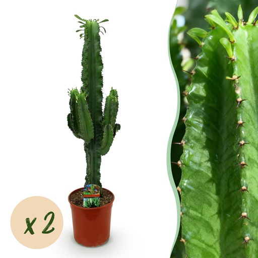 "Zimmerpflanze - Euphorbia eritrea - Afrikanischer Milchbaum - Wenig Pflege - Grün - 2 - Topf 19cm - Höhe 70cm image"