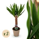 Zimmerpflanze - Yucca elephantipes - Yucca - Pflegeleicht - Grün - 2 - Topf 14cm - Höhe 55cm