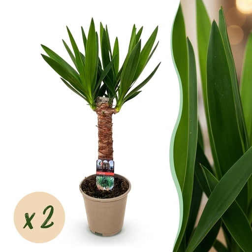 "Zimmerpflanze - Yucca elephantipes - Yucca - Pflegeleicht - Grün - 2 - Topf 14cm - Höhe 55cm image"