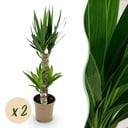 Zimmerpflanze - Yucca elephantipes - Yucca - Wenig Pflege - Grün - 2 - Topf 17cm - Höhe 75cm