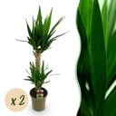 Zimmerpflanze - Yucca elephantipes - Yucca - Pflegeleicht - Grün - 2 - Topf 19cm - Höhe 95cm