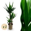 Zimmerpflanze - Yucca elephantipes - Yucca - Wenig Pflege - Grün - 2 - Topf 21cm - Höhe 100cm