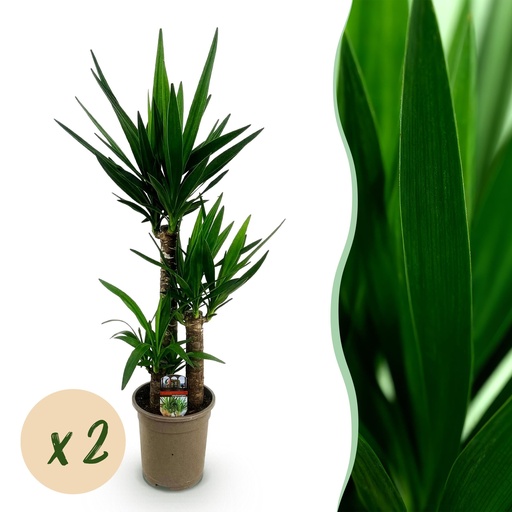 "Zimmerpflanze - Yucca elephantipes - Yucca - Wenig Pflege - Grün - 2 - Topf 21cm - Höhe 100cm image"