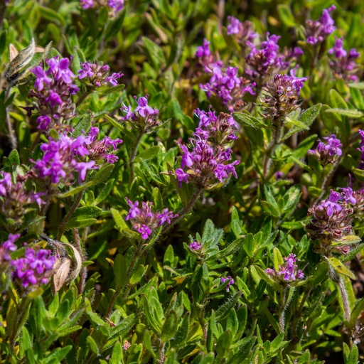 "Sand-Thymian 24er-Set (Thymus serpyllum) – winterharter Bodendecker, Topf-Ø 9 cm, Höhe ca. 25 cm image"