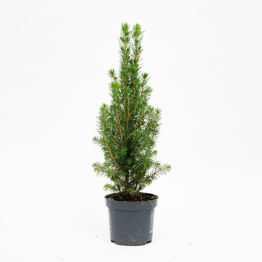 "Mini-Weihnachtsbaum (Mini-Weihnachtsbaum) – künstlicher Weihnachtsbaum, Höhe ca. 30 cm image"