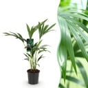 Zimmerpflanze - Howea Forsteriana - Kentia Palme - Wenig Pflege - Grün - 1 Pflanze - Topf 17cm - Höhe 70-75cm