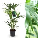 Zimmerpflanze - Howea Forsteriana - Kentia Palme - Wenig Pflege - Grün - 1 Pflanze - Topf 19cm - Höhe 80-85cm