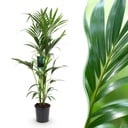 Zimmerpflanze - Howea Forsteriana - Kentia-Palme - Wenig Pflege - Grün - 1 Pflanze - Topf 24cm - Höhe 140-150cm