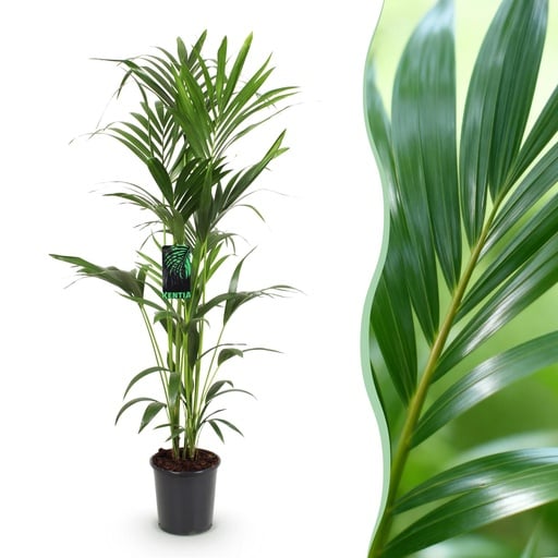 "Kentiapalme (Howea forsteriana) – pflegeleichte Zimmerpflanze, Topf-Ø 24 cm, Höhe ca. 140–150 cm image"