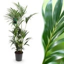 Zimmerpflanze - Howea Forsteriana - Kentia-Palme - Pflegeleicht - Grün - 1 Pflanze - Topf 27cm - Höhe 160-170cm