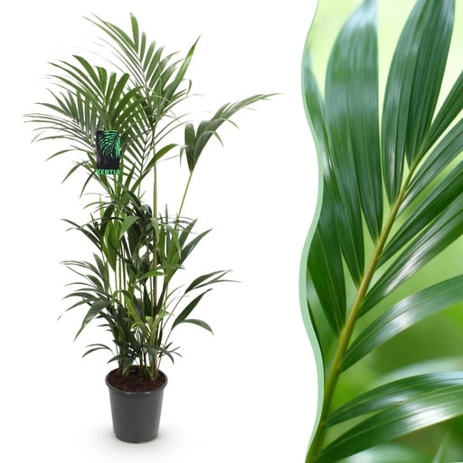 "Kentiapalme (Howea forsteriana) – pflegeleichte Zimmerpflanze, Topf-Ø 27 cm, Höhe ca. 160–170 cm image"