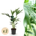 Zimmerpflanze - Howea Forsteriana - Kentia-Palme - Wenig Pflege - Grün - 2 Pflanzen - Topf 17cm - Höhe 70-75cm
