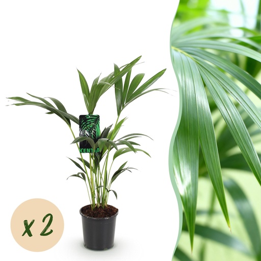 "Zimmerpflanze - Howea Forsteriana - Kentia-Palme - Wenig Pflege - Grün - 2 Pflanzen - Topf 17cm - Höhe 70-75cm image"
