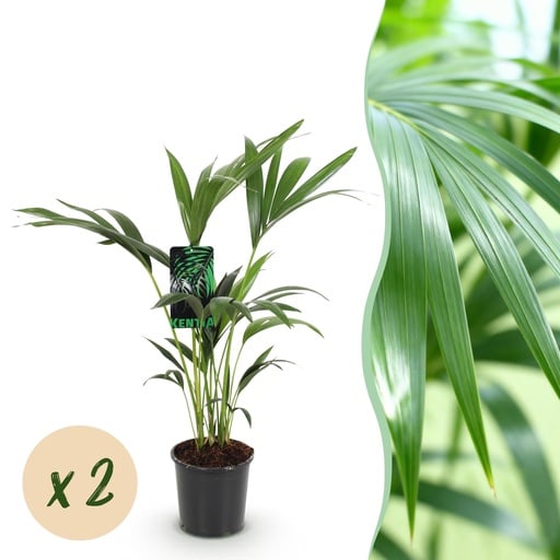 "Kentiapalme 2er-Set (Howea forsteriana) – pflegeleichte Zimmerpflanze, Topf-Ø 17 cm, Höhe ca. 70–75 cm image"
